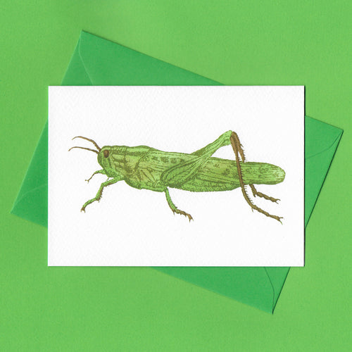 A detailed colour illustration on a greeting card of a green grasshopper, with a bright green envelope, sitting on a green background