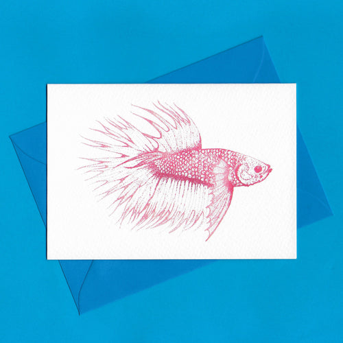 A detailed colour illustration on a luxury greeting card of a bright pink coloured betta fish, with a kingfisher blue envelope, sitting on a blue background